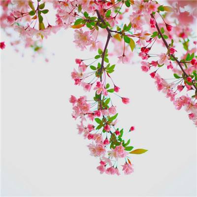 跳一跳王者之板子搭桥小游戏(暂未上线)v1.0 安卓版